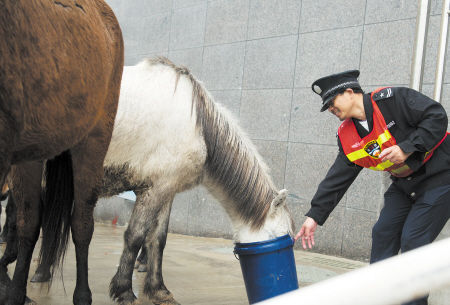 澳門今晚開特馬四不像圖——揭秘澳門賽馬文化，澳門賽馬文化揭秘，特馬四不像圖展現(xiàn)今晚精彩賽馬之夜