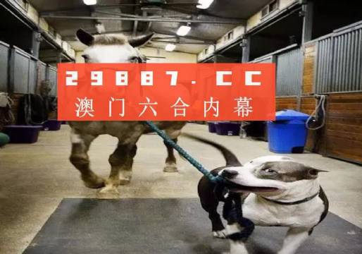 澳門一肖一碼一必中，同舟共濟勇攀高峰，澳門一肖一碼必中，同舟共濟勇攀高峰之旅