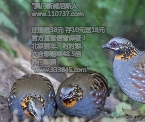 揭秘澳門今晚開獎結(jié)果背后的家禽故事，澳門開獎結(jié)果背后的神秘家禽故事揭曉